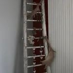 Les Framboisiers Nyaraló Neufchâteau