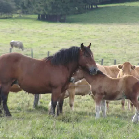 Les Framboisiers * Neufchâteau